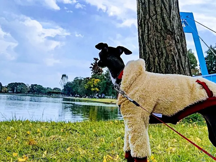 有限会社石井興業 本社(東京都江戸川区/小岩駅/配送・配達ドライバー)_3