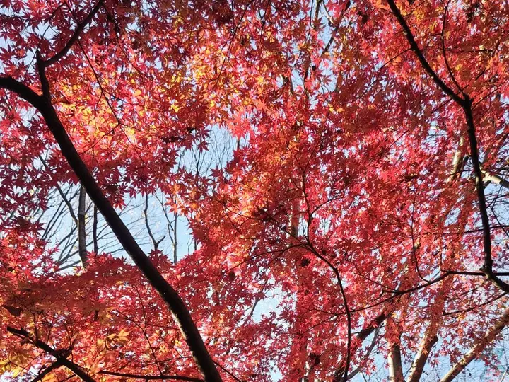 有限会社石井興業 本社(東京都江戸川区/小岩駅/配送・配達ドライバー)_4