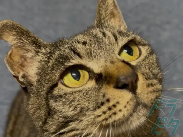 株式会社ニッタ (東京都江東区/豊洲駅/配送・配達ドライバー)_4