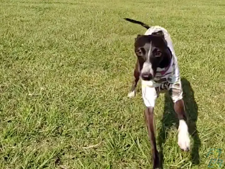 有限会社石井興業 本社(東京都江戸川区/小岩駅/配送・配達ドライバー)_2