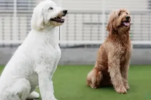 the first company image