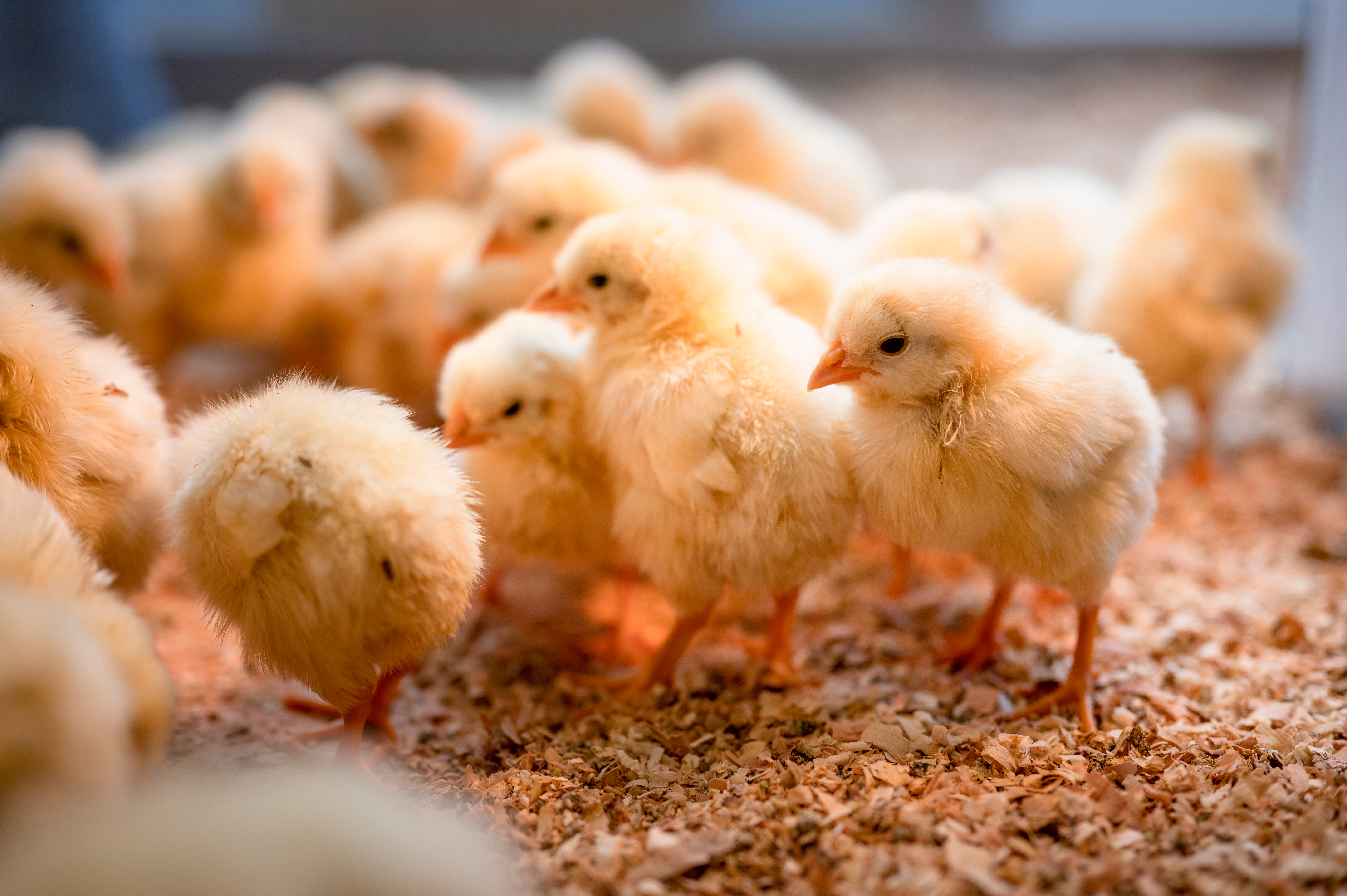 株式会社スリーエム/ひよこ・ニワトリ飼育の種鶏場の管理職