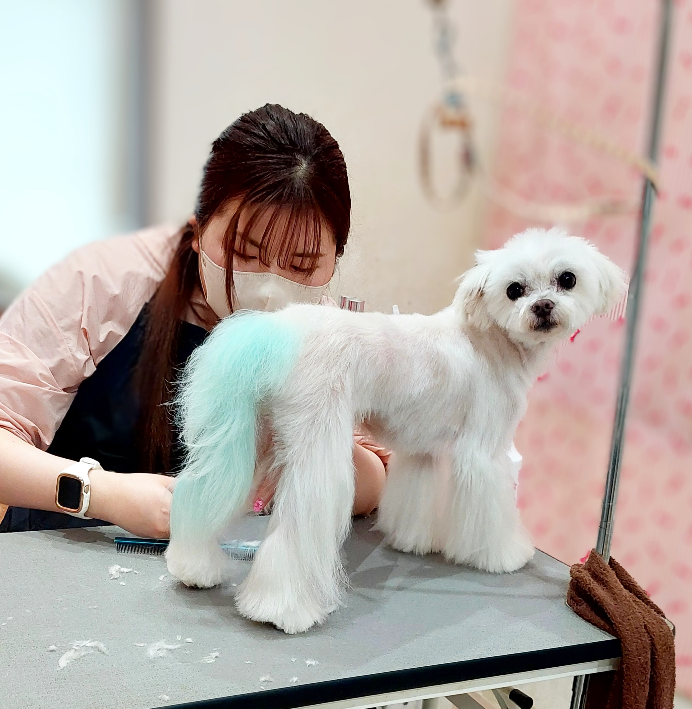 ペットトリマー／犬猫のお手入れ／愛犬猫のペットケア可／実務2年〜
