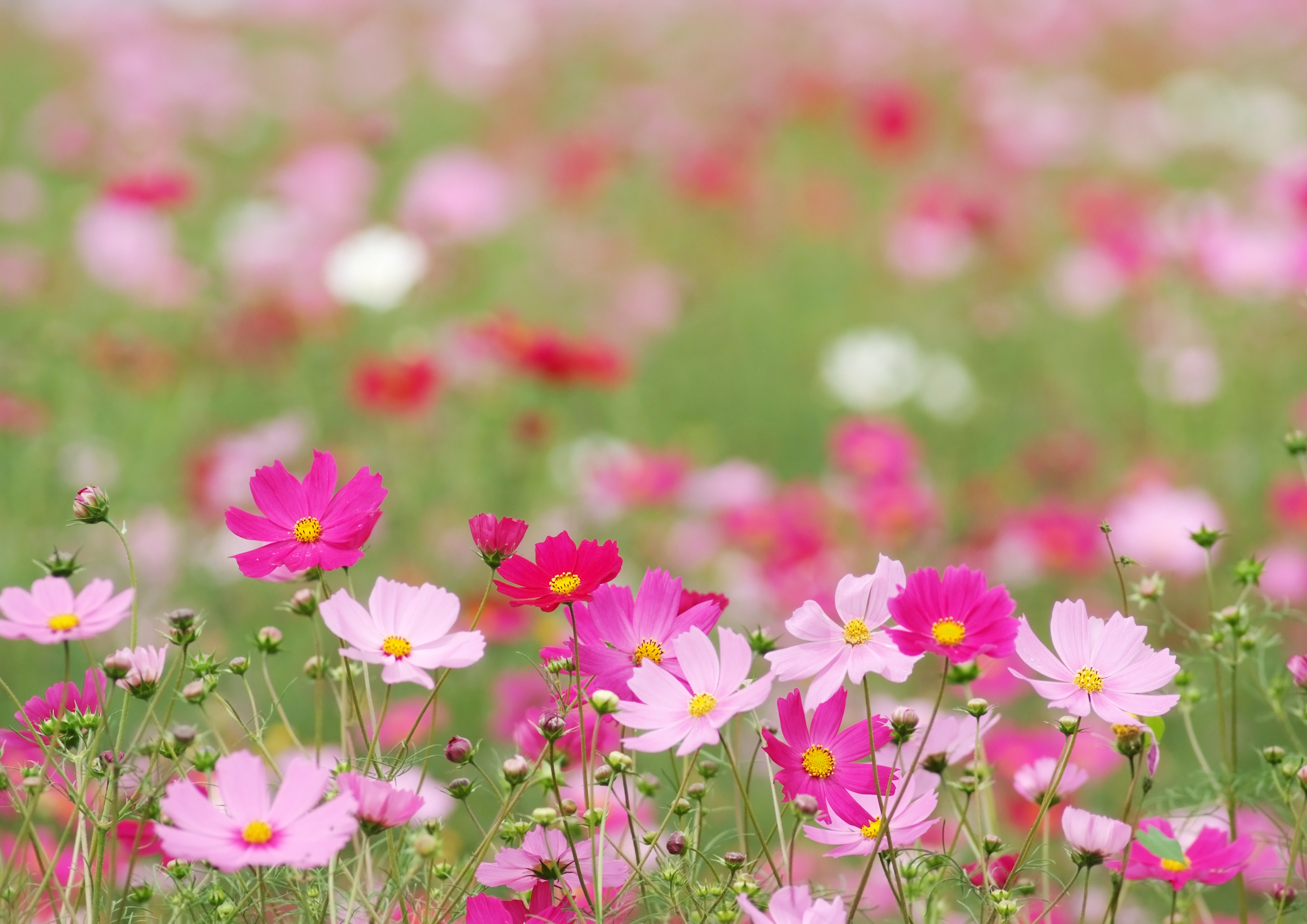 有限会社こすもす(山梨県韮崎市/新府駅/介護士・ケアスタッフ)_3