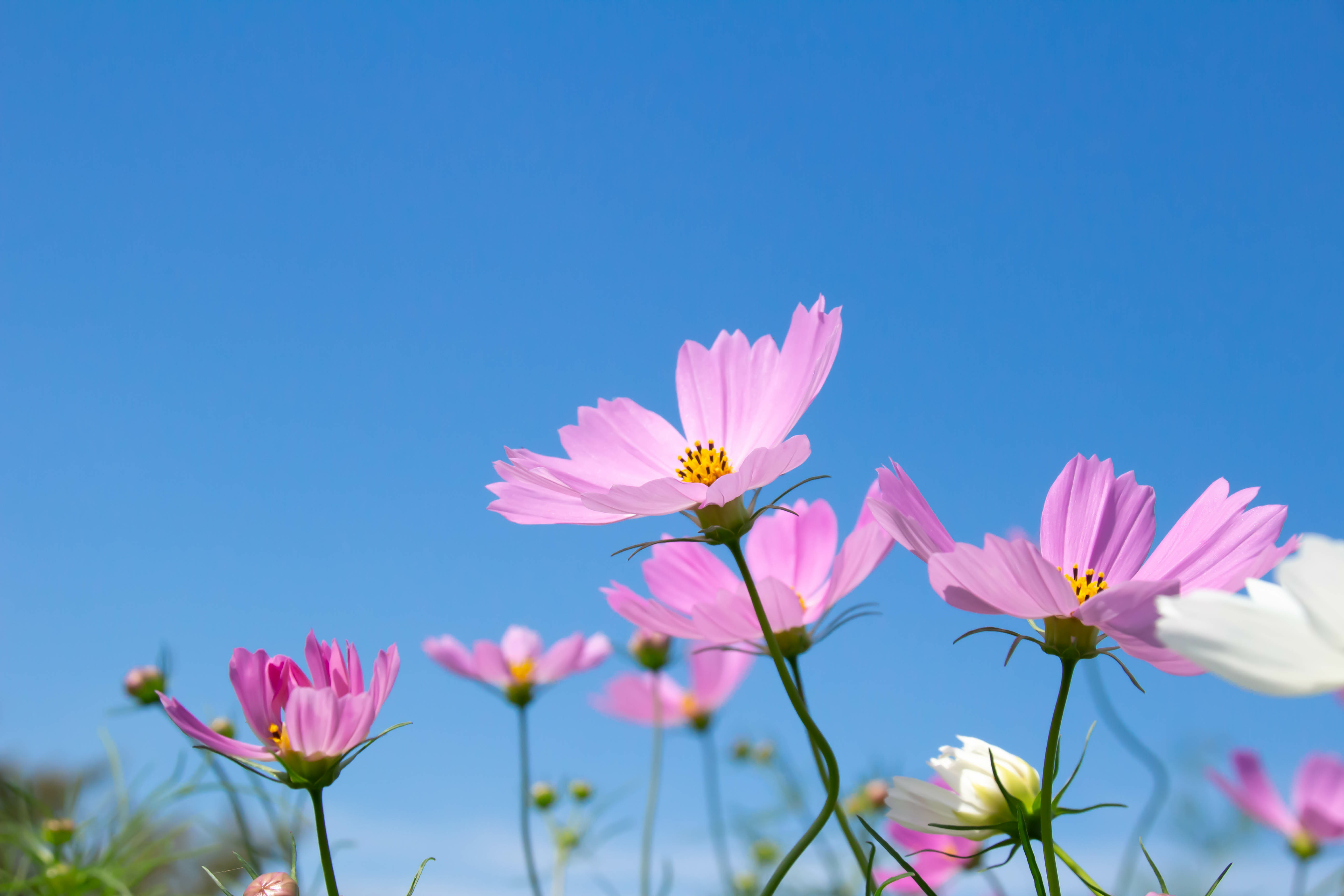 有限会社こすもす(山梨県韮崎市/新府駅/介護士・ケアスタッフ)_3