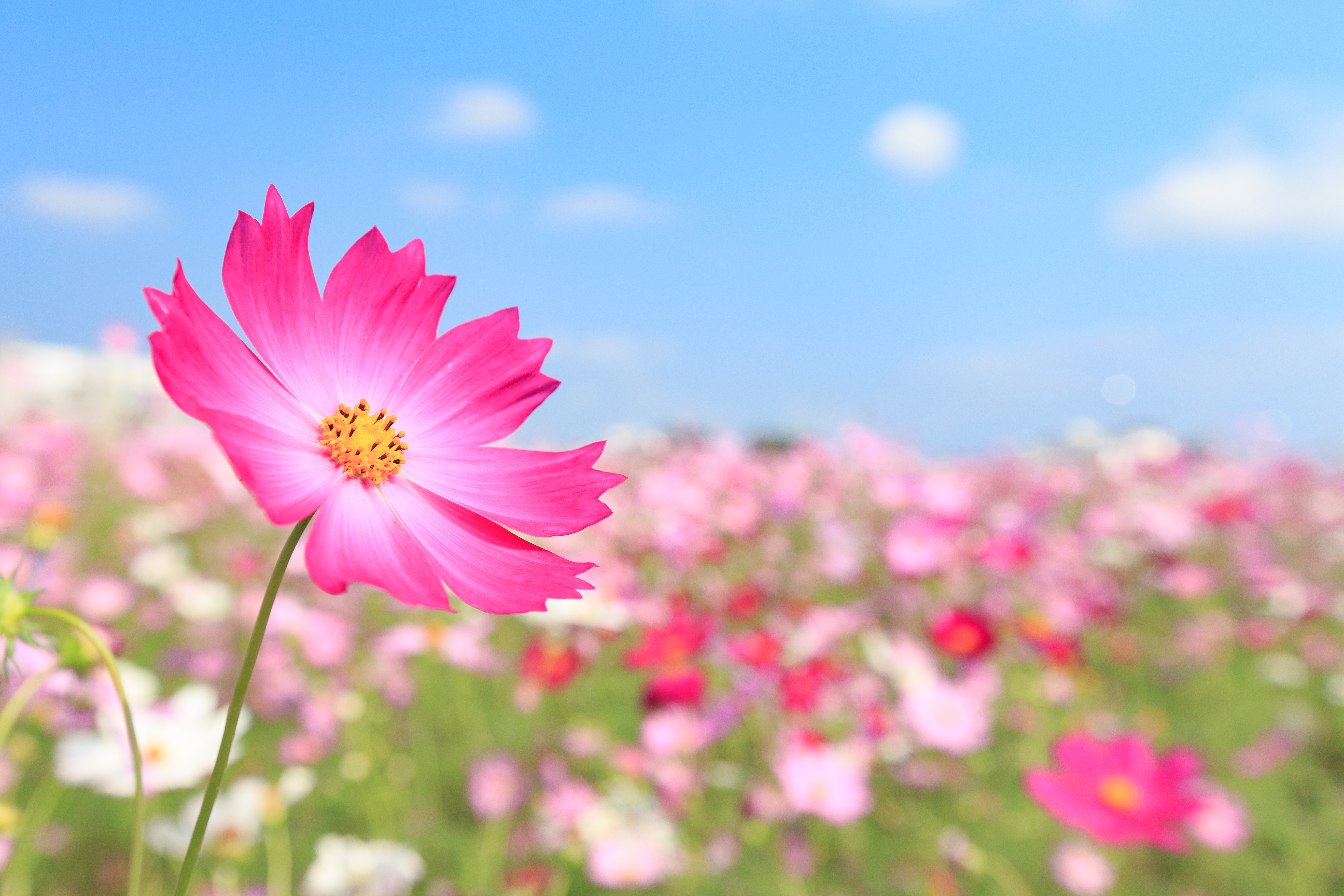 有限会社こすもす(山梨県韮崎市/新府駅/看護師・准看護師・看護助手)_3