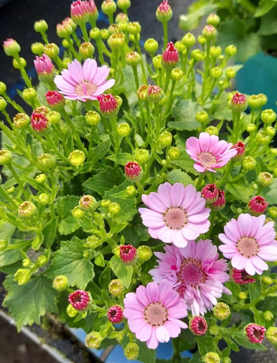 お花の栽培スタッフ／週3日〜勤務OK／未経験歓迎／勤務時間応相談
